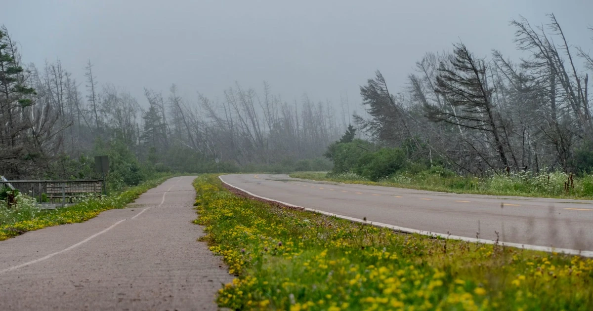 Curving road beside wind-bent trees under a gray, overcast sky.
