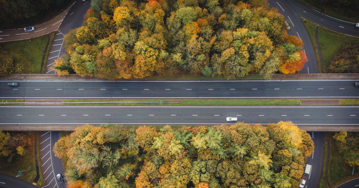 Aerial view of two highways crossing through a forest of autumn-colored trees.